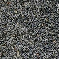 thistle seed oak park natural pet and fish oak park il thistle seed oak park natural pet and fish oak park il