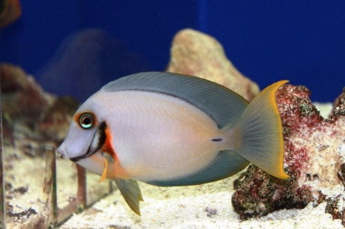 bluefish aquarium bluefish aquarium