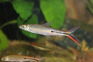 Blue Fish Aquarium | Red Tail Hemiodus (Hemiodus gracilis) - Grandville, MI