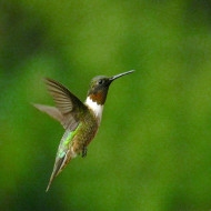 20% off All Hummingbird Feeders & Accessories