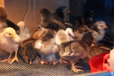 June 2017 Chick List for the North Store