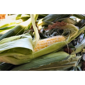 Summer Sweet Corn
