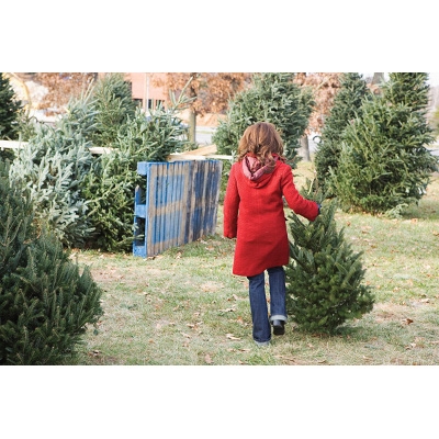 Location, Carson City Nursery, Reno Gardening, Sparks tree supplies