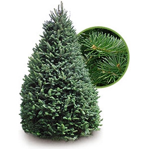 balsam fir christmas tree scamman s home garden balsam fir christmas tree scamman s home garden