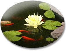 Install an Outdoor Water Garden