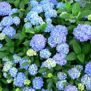 hydrangea dooley cofer s home garden showplace hydrangea dooley cofer s home garden showplace